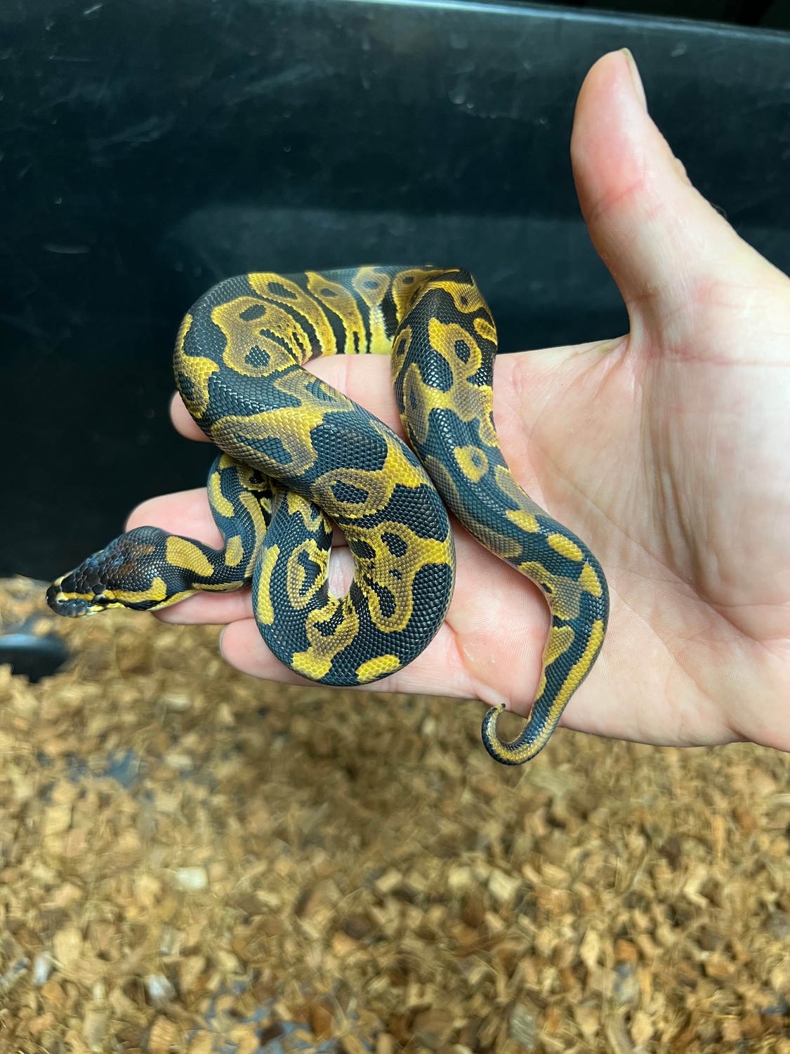 Leopard 66% Poss Het Clown Ball Python by Caged Constrictors - MorphMarket