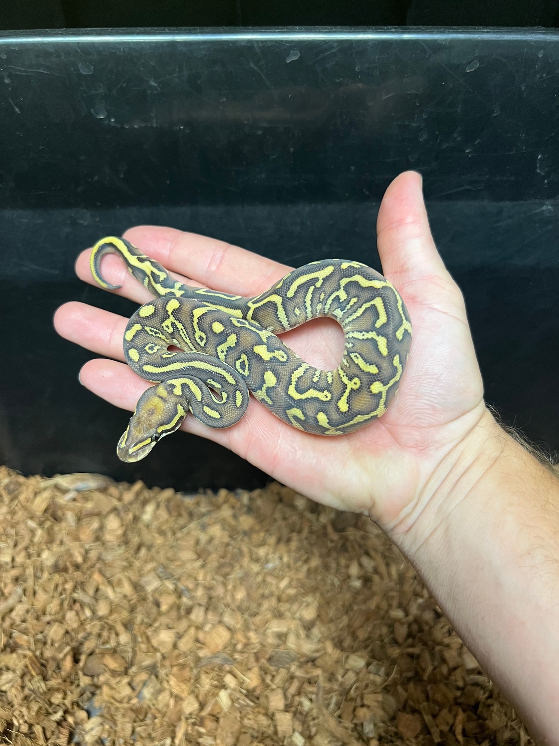 Hurricane Leopard Butter 66% Het Clown Ball Python by Caged ...