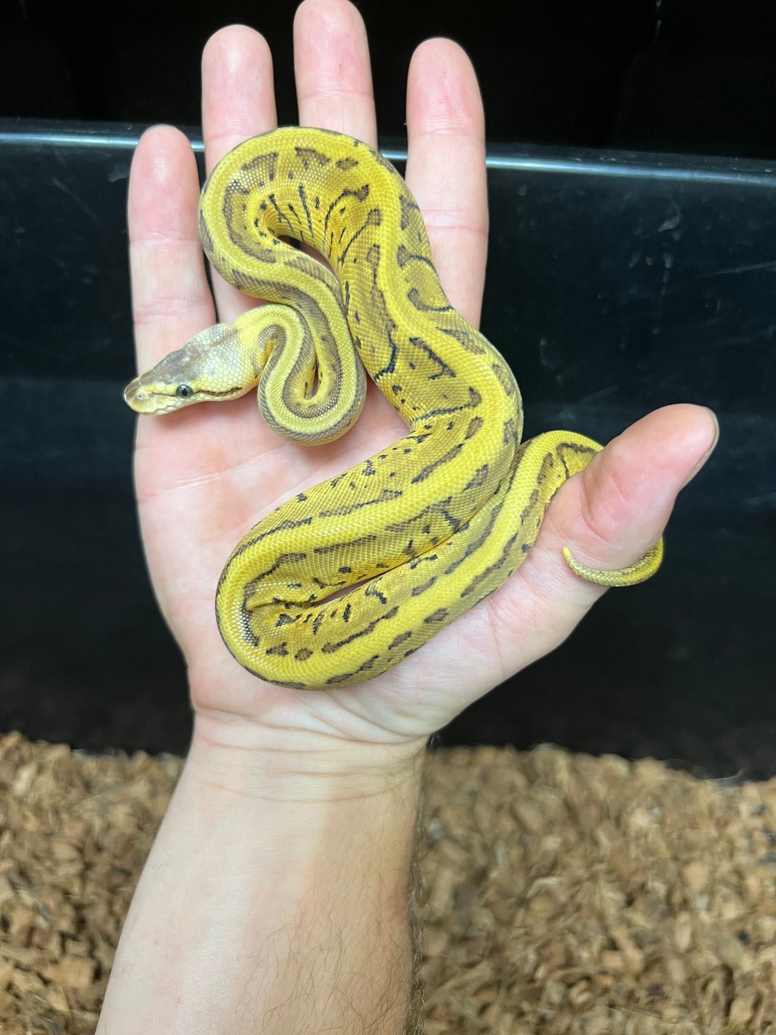 Leopard Pastel Pinstripe 66% Het Clown Ball Python by Caged ...