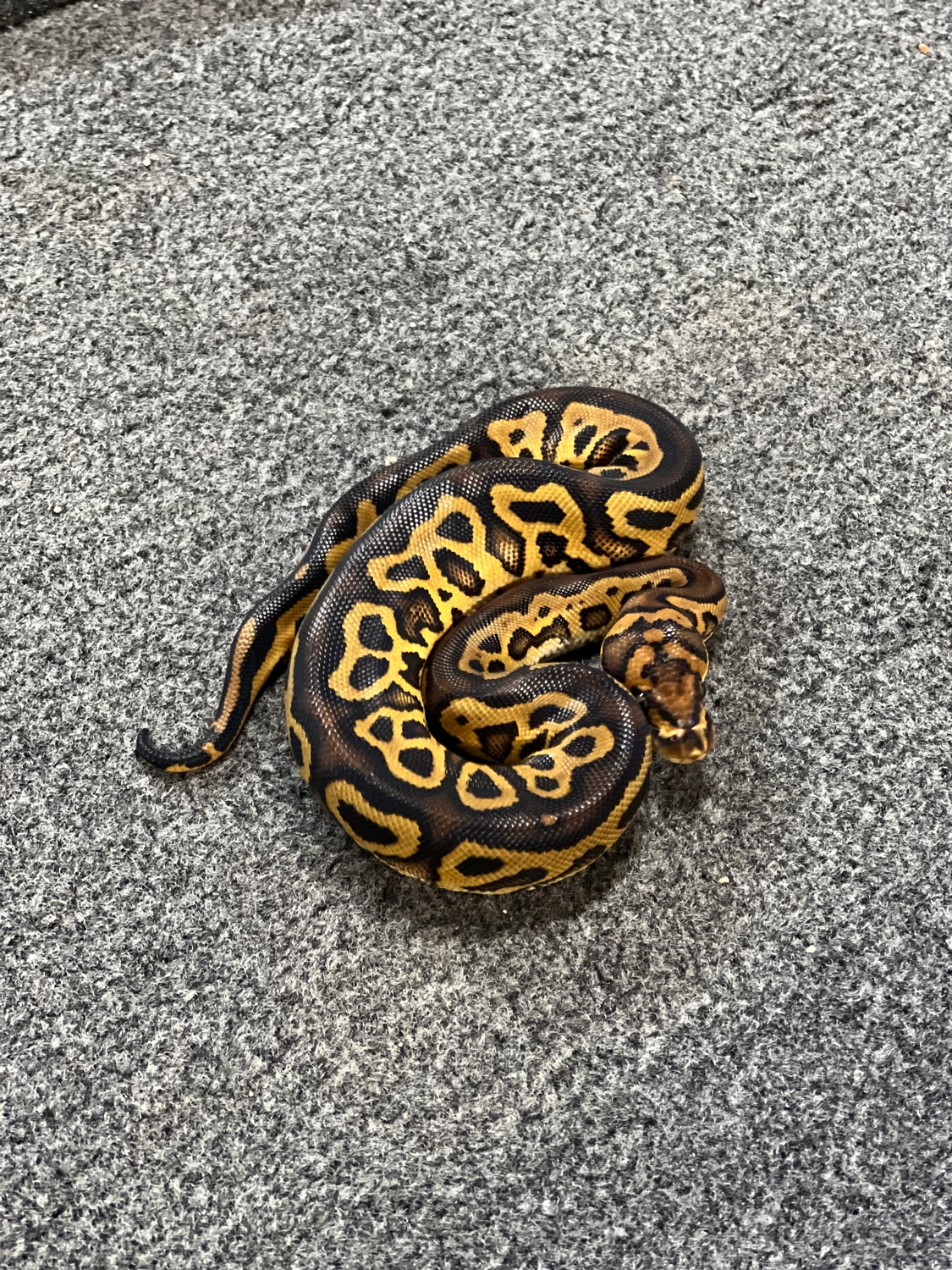 Hurricane Leopard Clown Ball Python by Caged Constrictors - MorphMarket