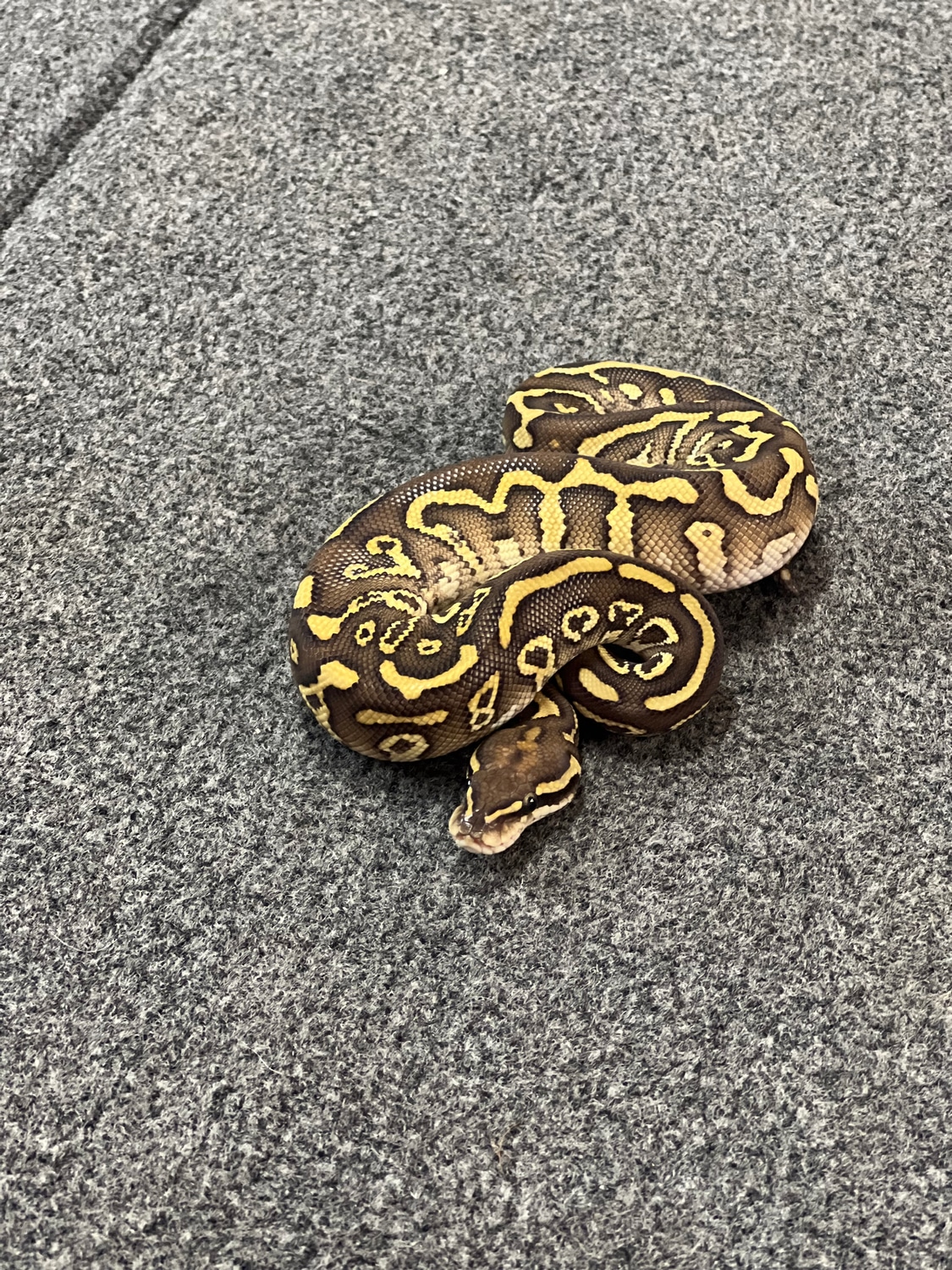 Hurricane Leopard Butter Het Clown Ball Python by Caged Constrictors ...