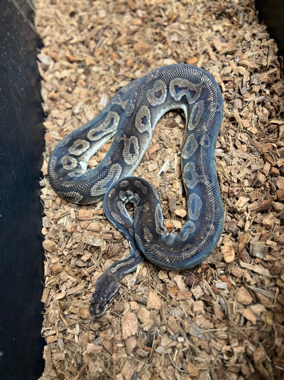 Pewter Ball Python by Caged Constrictors