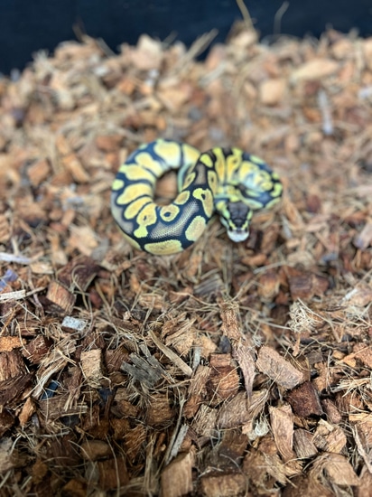 Pastel 66% Possible Het Monarch Ball Python by Caged Constrictors