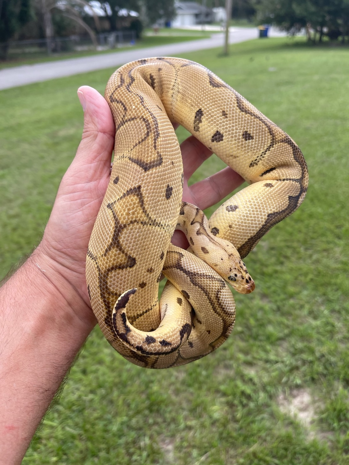 💥whole Collection!!💥read Description! Ball Python by Mad mutations ...