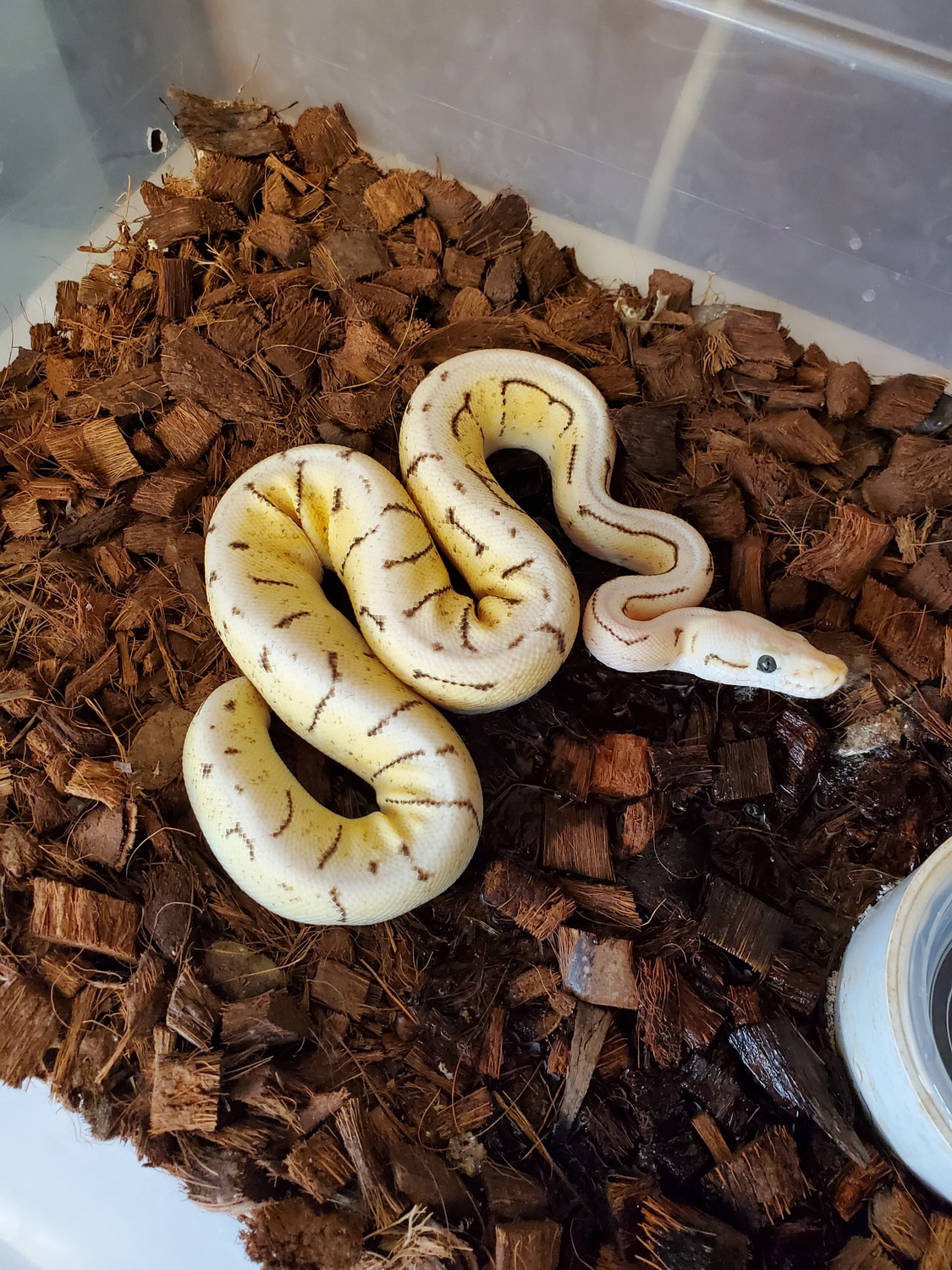 Super Pastel Pinstripe Spider Ball Python by Saguaro Snakes - MorphMarket