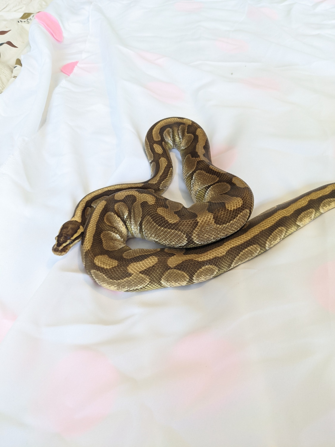 Enchi Lesser Ball Python by CW exotics - MorphMarket