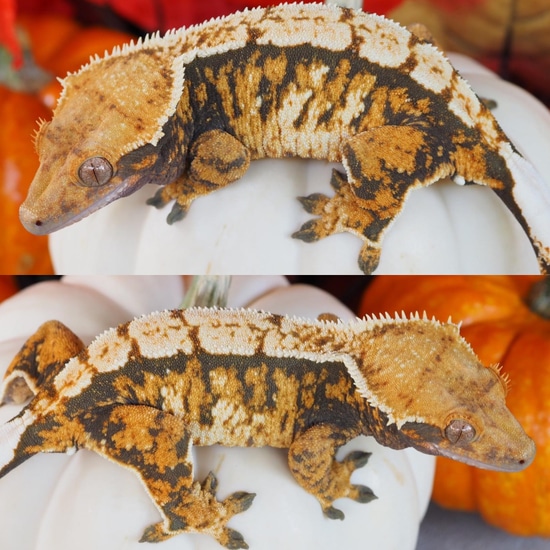 Holdback Release Chunky Female Crested Gecko by CaliDonia Rhacs LLC