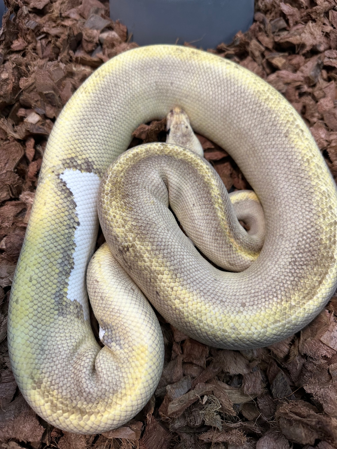 Cinnamon Champagne Ball Python by Sloan Morphs - MorphMarket
