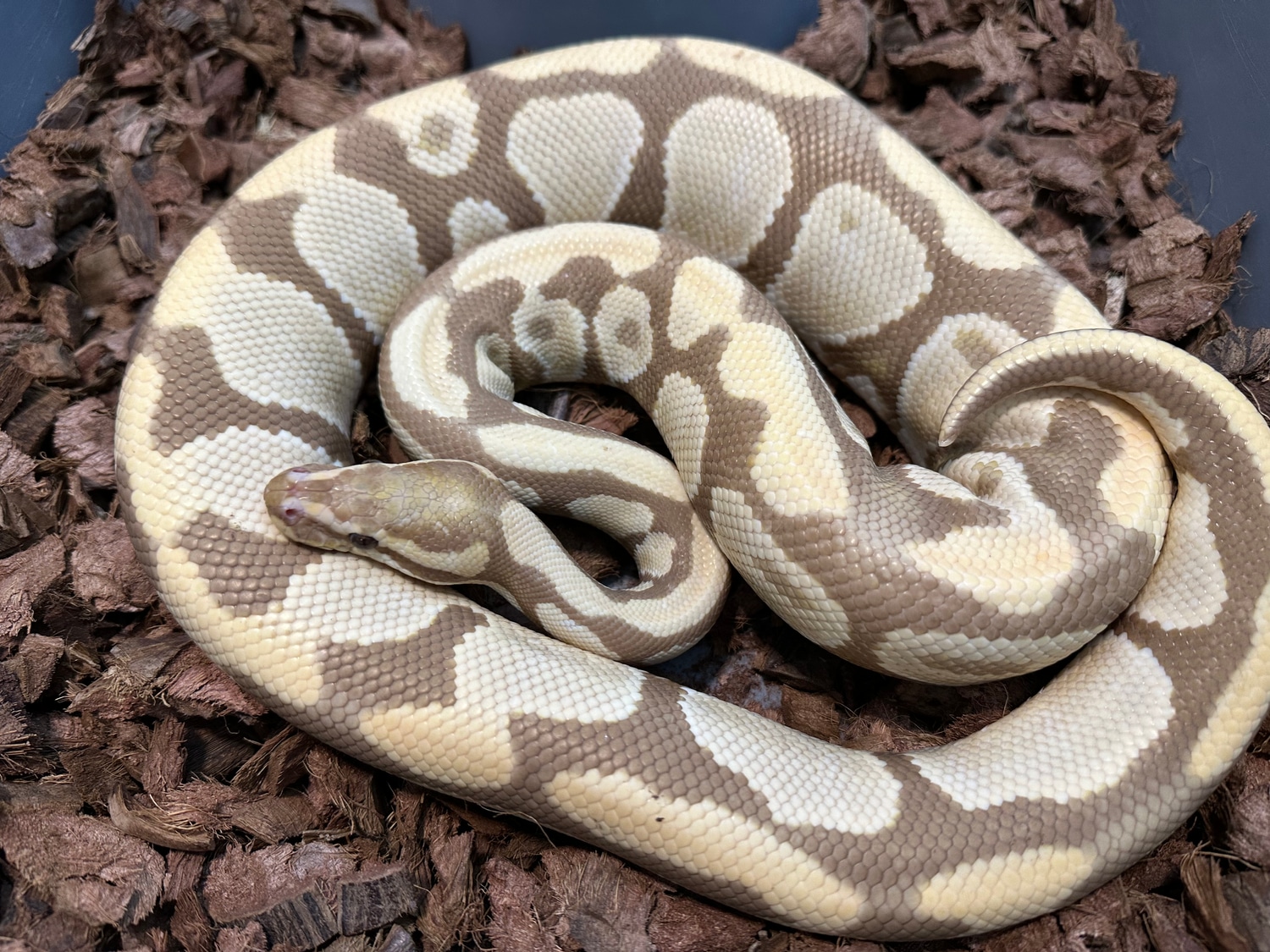 Candy Ball Python by Sloan Morphs MorphMarket