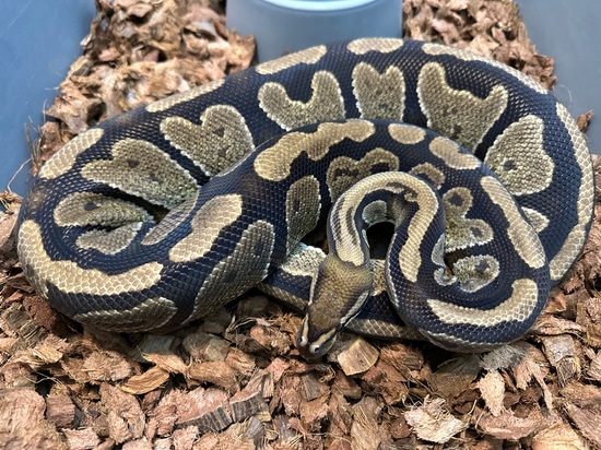 Het Lavender Albino Ball Python by Sloan Morphs