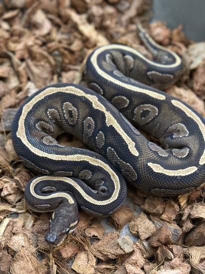 Mojave Black Head Poss Ringer Gene Ball Python by Sloan Morphs