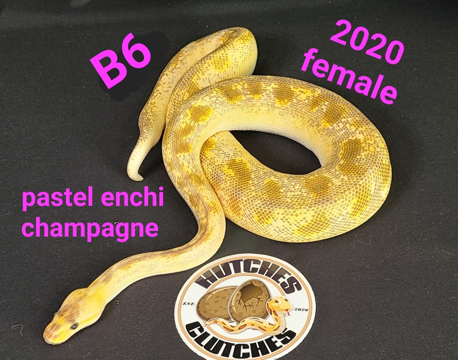 Pastel Enchi Champagne Ball Python by Hutches Clutches - MorphMarket