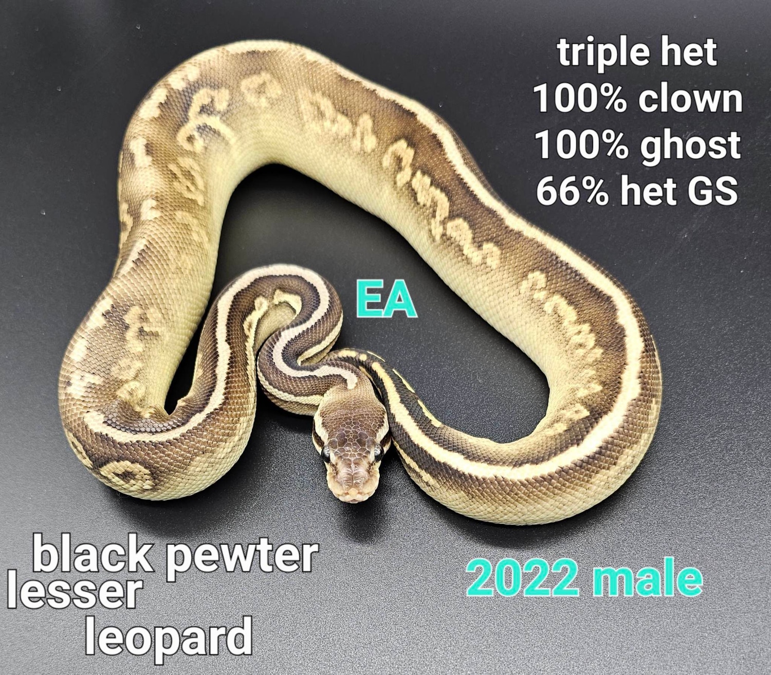 Black Pewter - Lesser - Leopard - Het Clown - Het Ghost - Pos Het ...