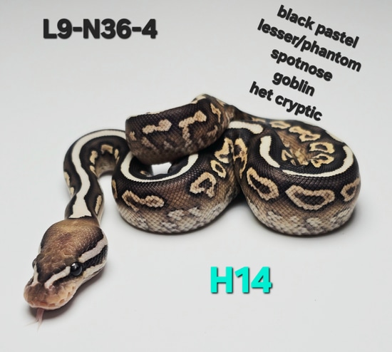 Goblin Ball Python Morph Phantom - Black Pastel - Goblin - Spotnose? Het Cryptic (Poss Het Hypo ...