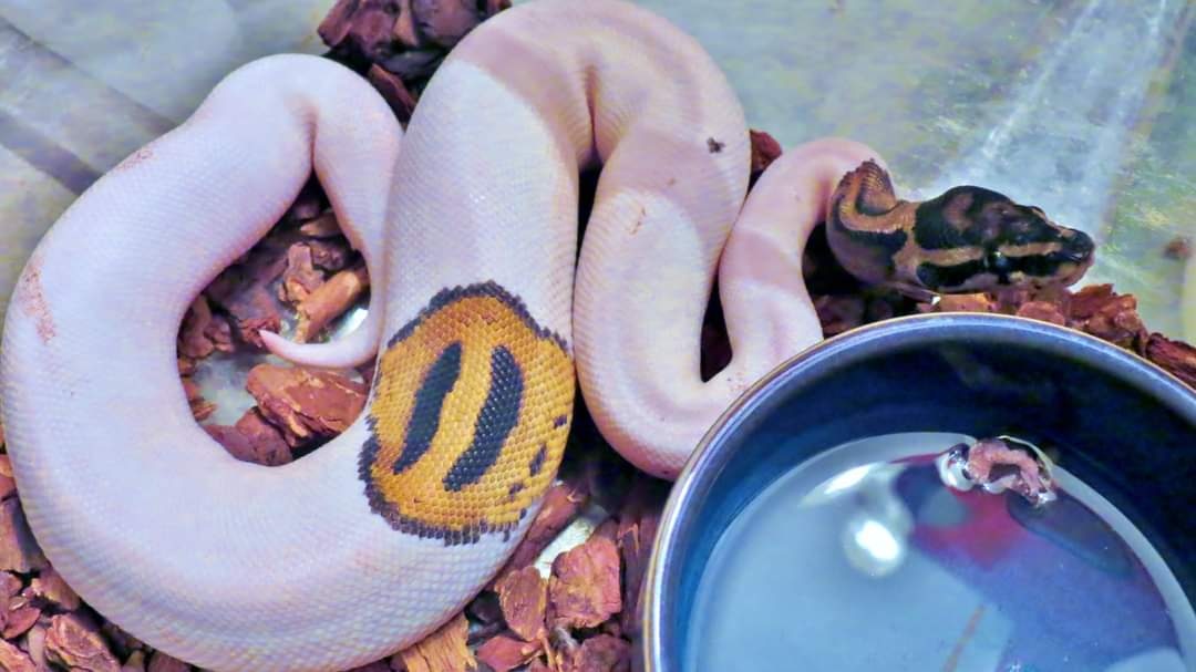 Yellow Belly, Pied (Pumpkin Pied) Ball Python by Edgeworld Exotics ...
