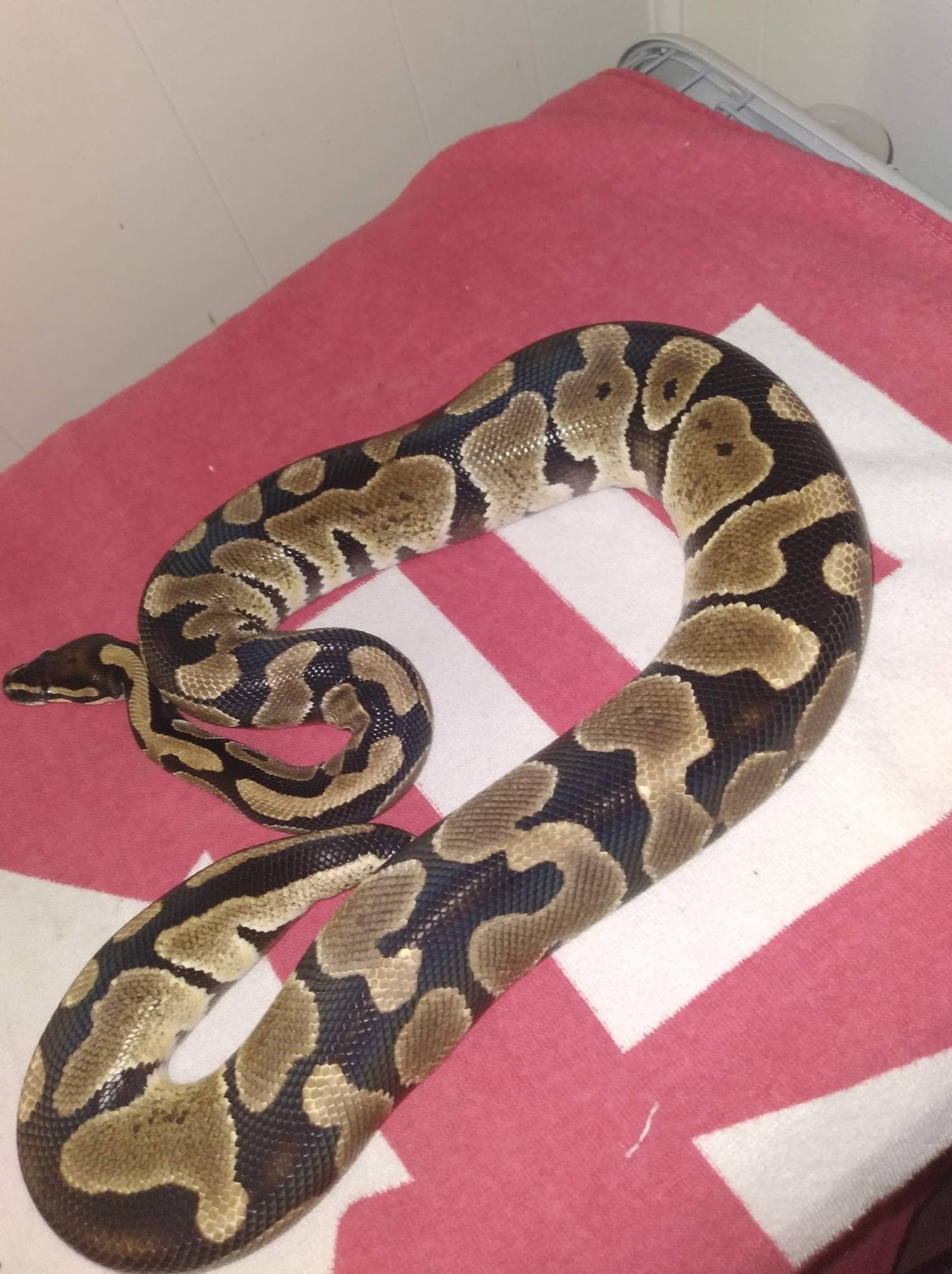 Enchi Ball Python by Edgeworld Exotics - MorphMarket