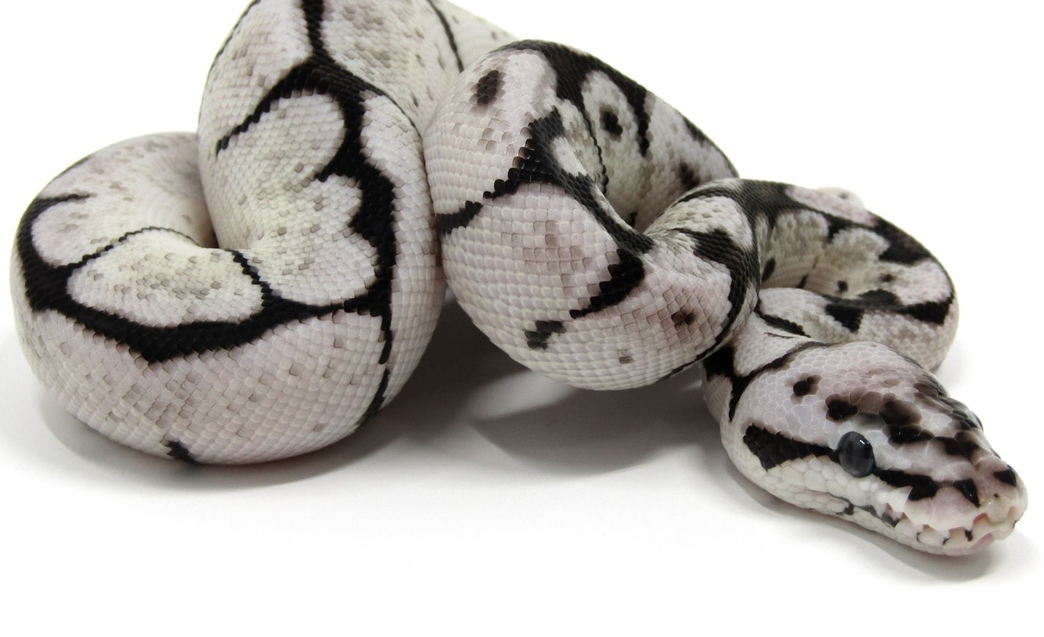 Zebra Bee Ball Python by Edgeworld Exotics - MorphMarket