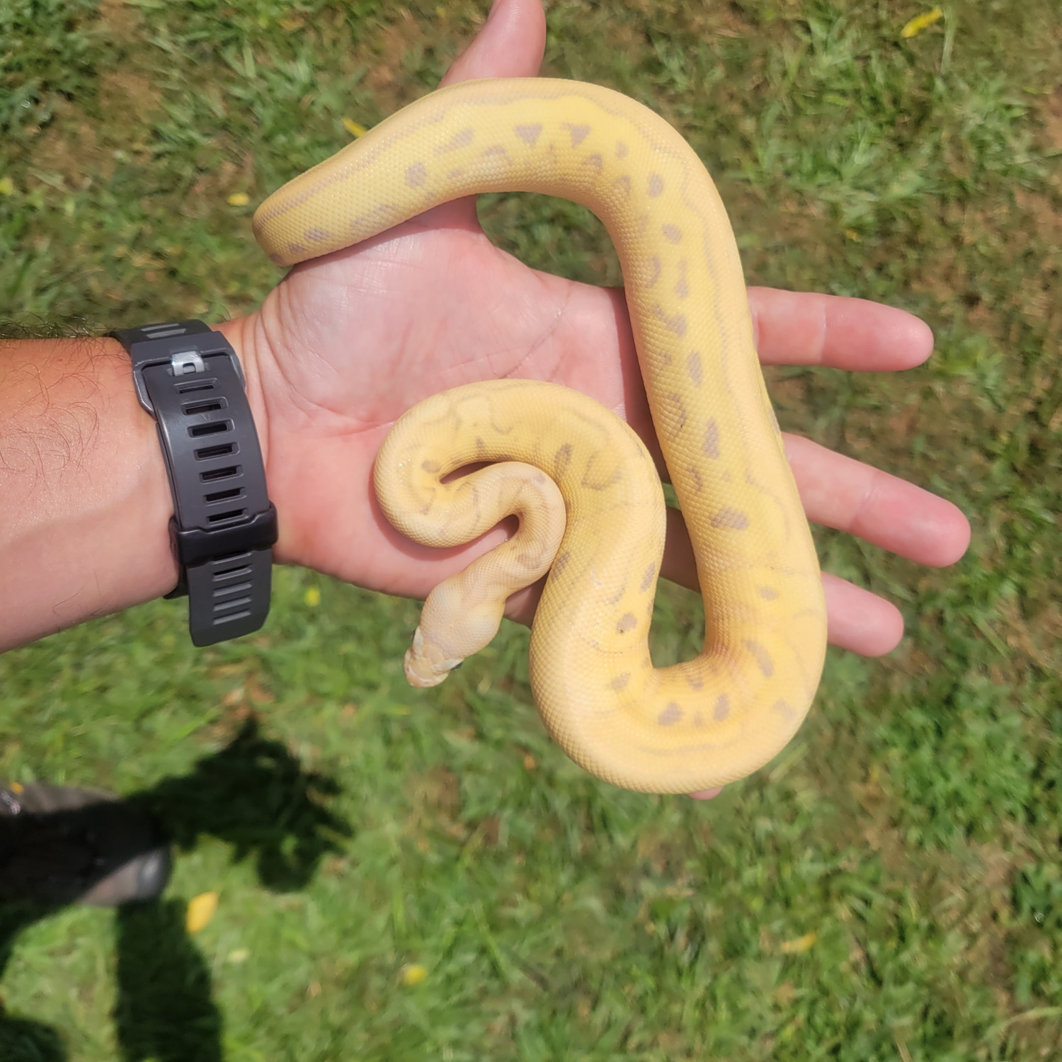 Pastel Banana Blade Clown Ball Python by Winfree Reptiles MorphMarket