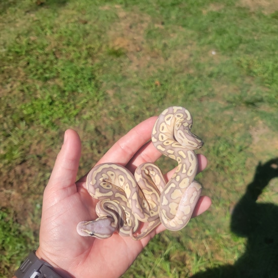 Sunset Puzzle Double Hets Ball Python by Winfree Reptiles
