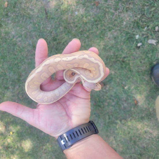Pastel Banana Stranger Het Clown Female Maker Ball Python by Winfree ...