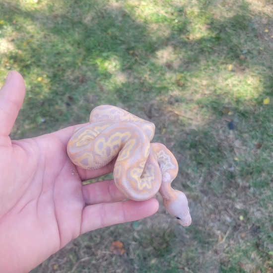 Black Head Leopard Banana Clown Female Maker Ball Python by Winfree Reptiles
