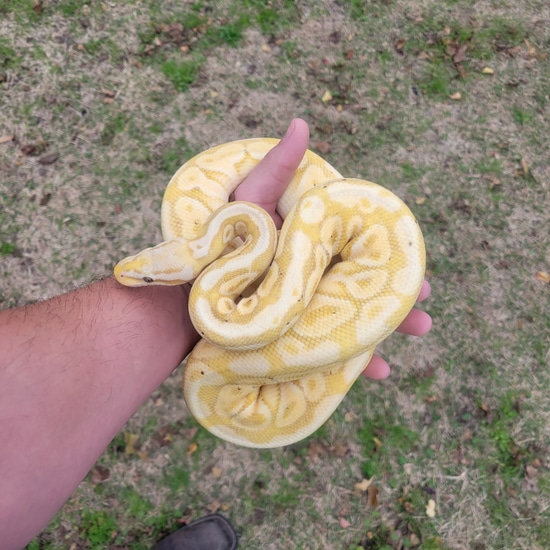 Pastel Special Banana Het Clown Female Maker, No Reserve!! Ball Python by Winfree Reptiles