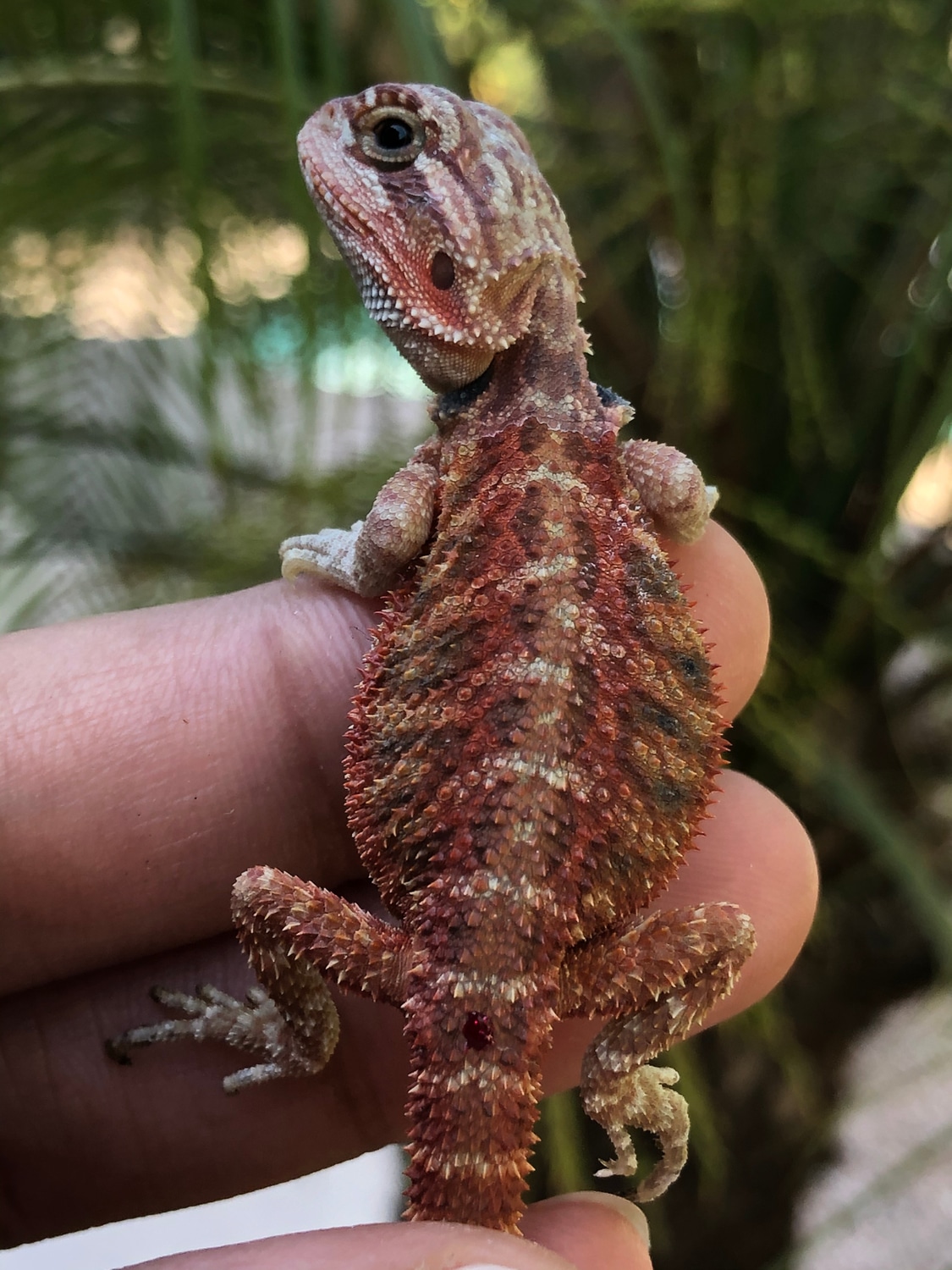 Hypo Trans Red Central Bearded Dragon by Celebrity Reptiles MorphMarket