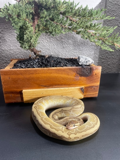 King Pin Python Kingpin Ball Python by Cham’s Constrictors