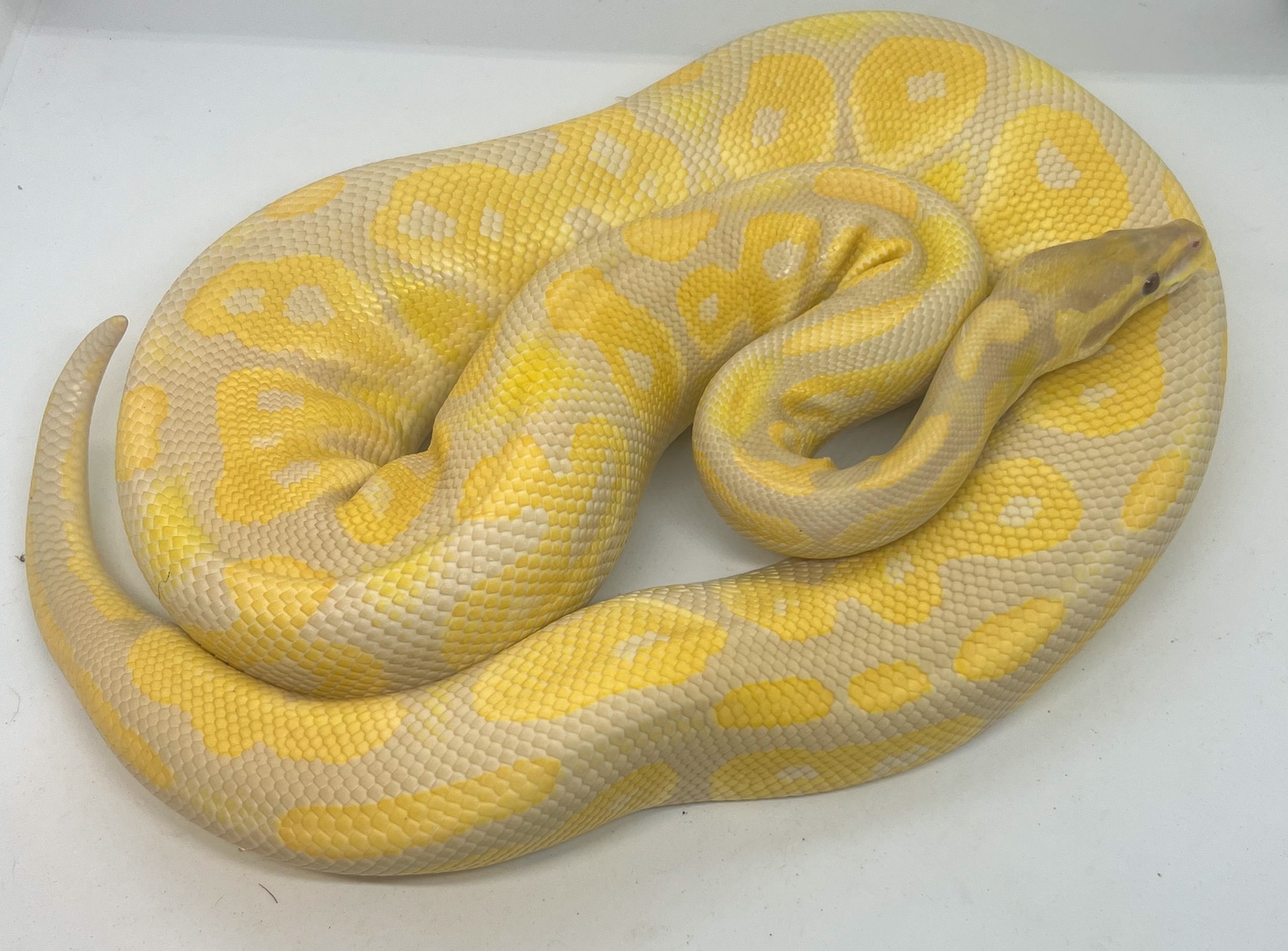 *Pair* Black Pastel Lavender And Black Head YB Het Lavender Ball Python