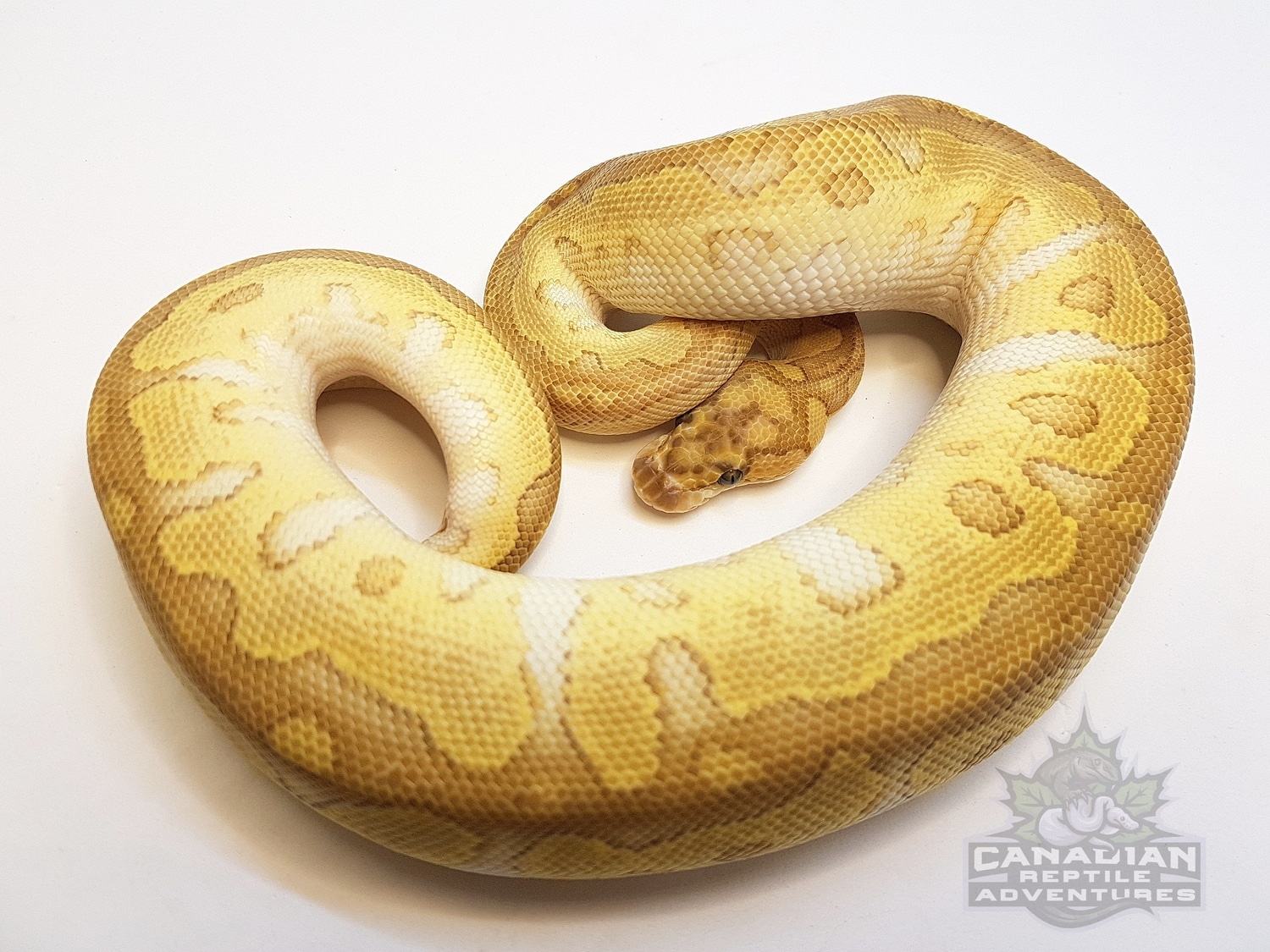 Clown Lesser Ball Python by Canadian Reptile Adventures MorphMarket