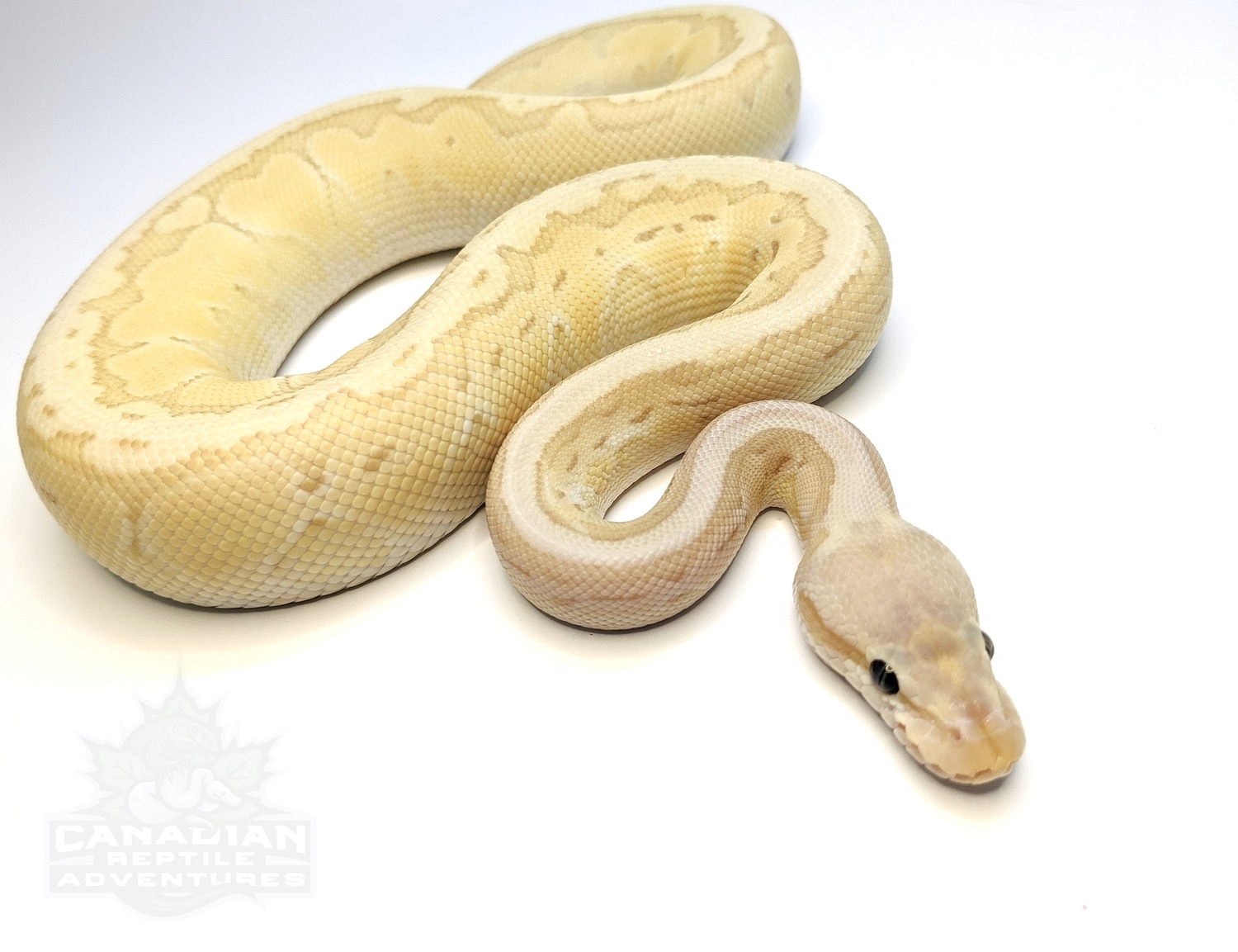 Banana Pinstripe Pastel Ball Python by Canadian Reptile Adventures ...