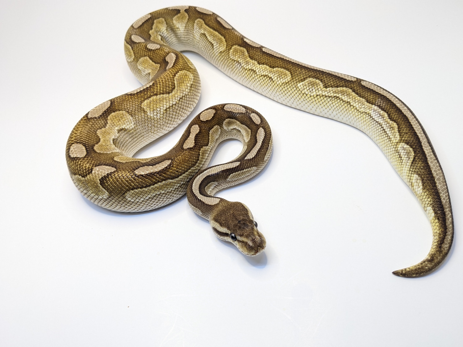 Lithium Ball Python by Canadian Reptile Adventures MorphMarket