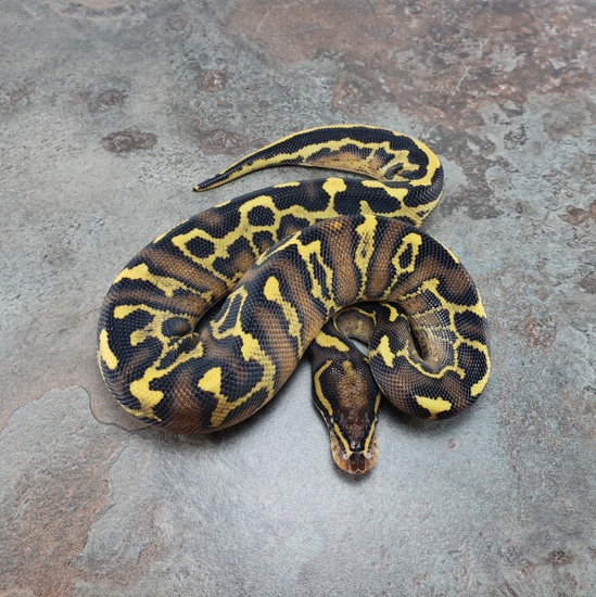 Phantom Leopard Freeway Ball Python by Canadian Regius