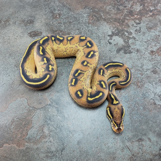 Orange Dream Phantom Freeway Ball Python by Canadian Regius