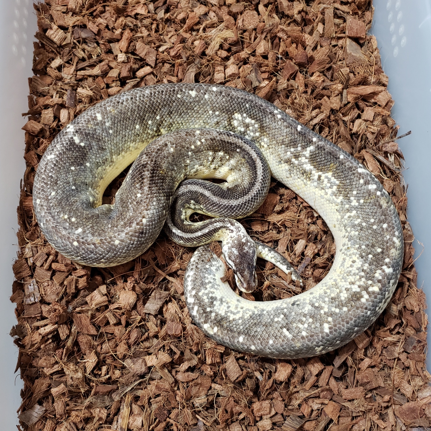 Sterling Sugar Ball Python by Canadian Regius - MorphMarket
