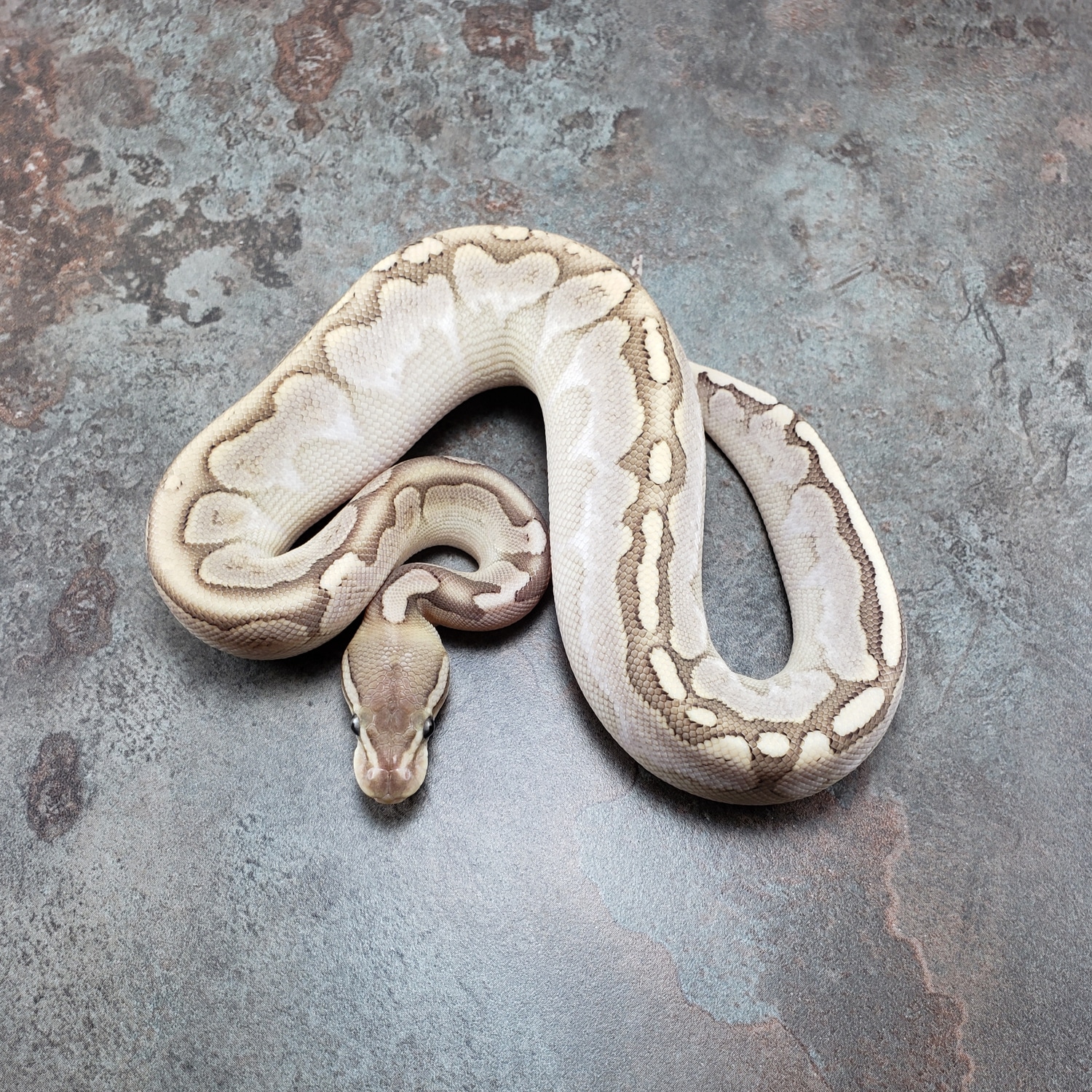 Bamboo Cinnamon Ball Python by Canadian Regius - MorphMarket