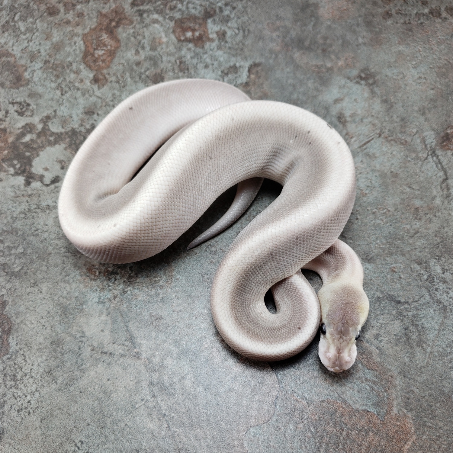 Bamboo Black Pastel Cinnamon Ball Python by Canadian Regius - MorphMarket