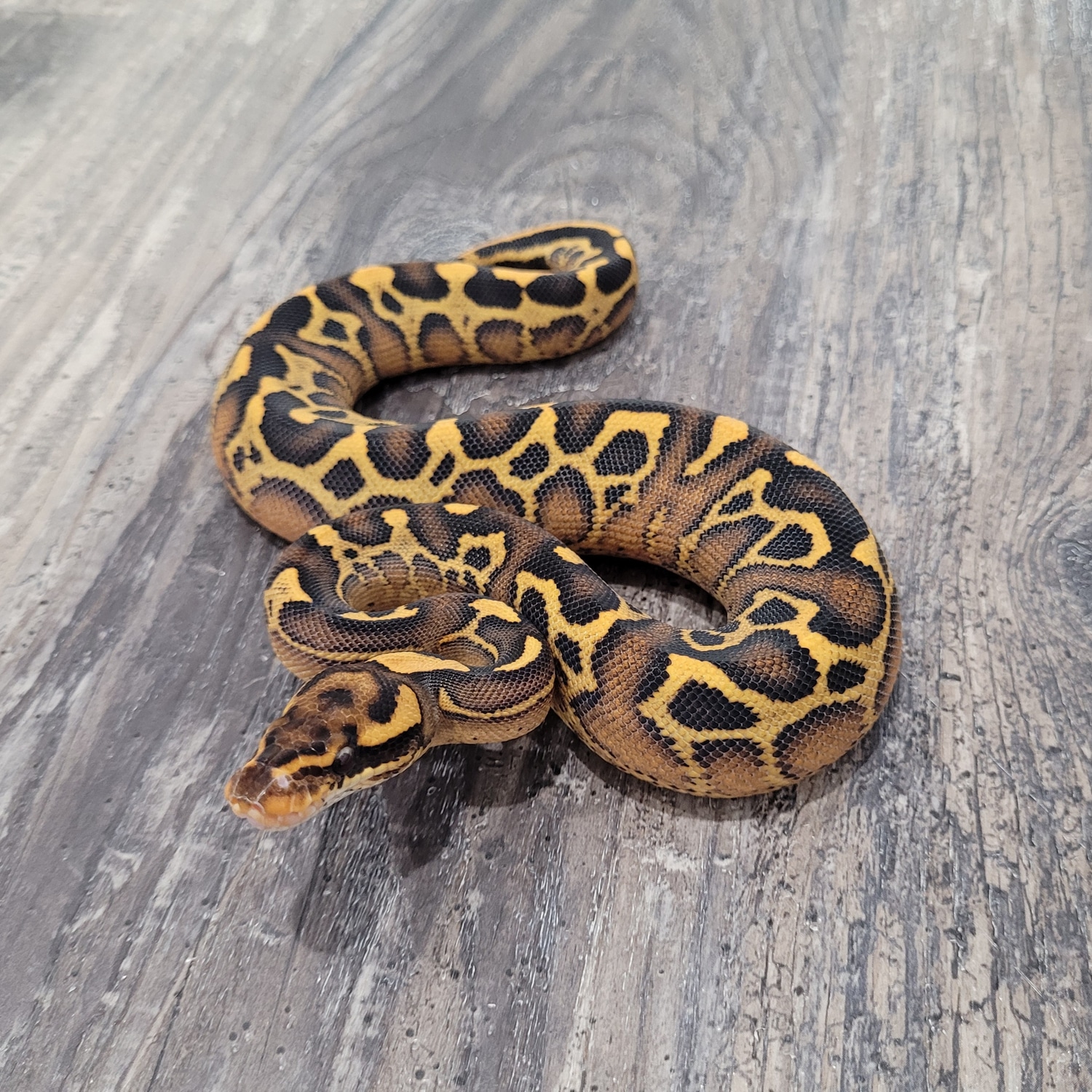 Leopard Freeway Poss Het Hypo Ball Python by Canadian Regius - MorphMarket