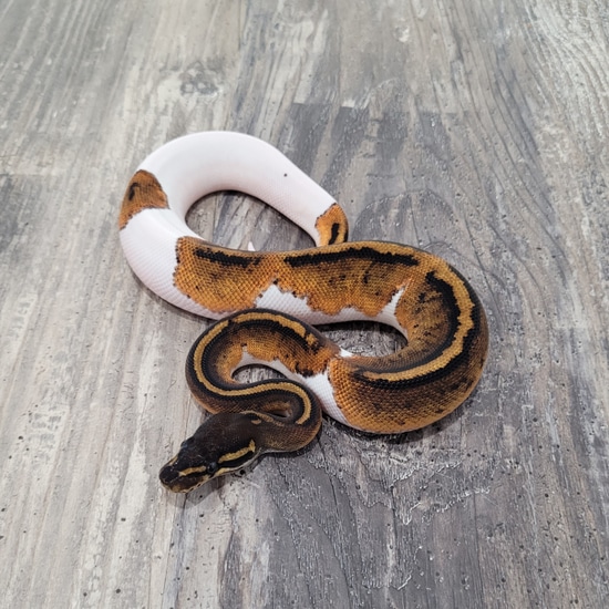 Blackhead Pied Ball Python by Canadian Regius MorphMarket