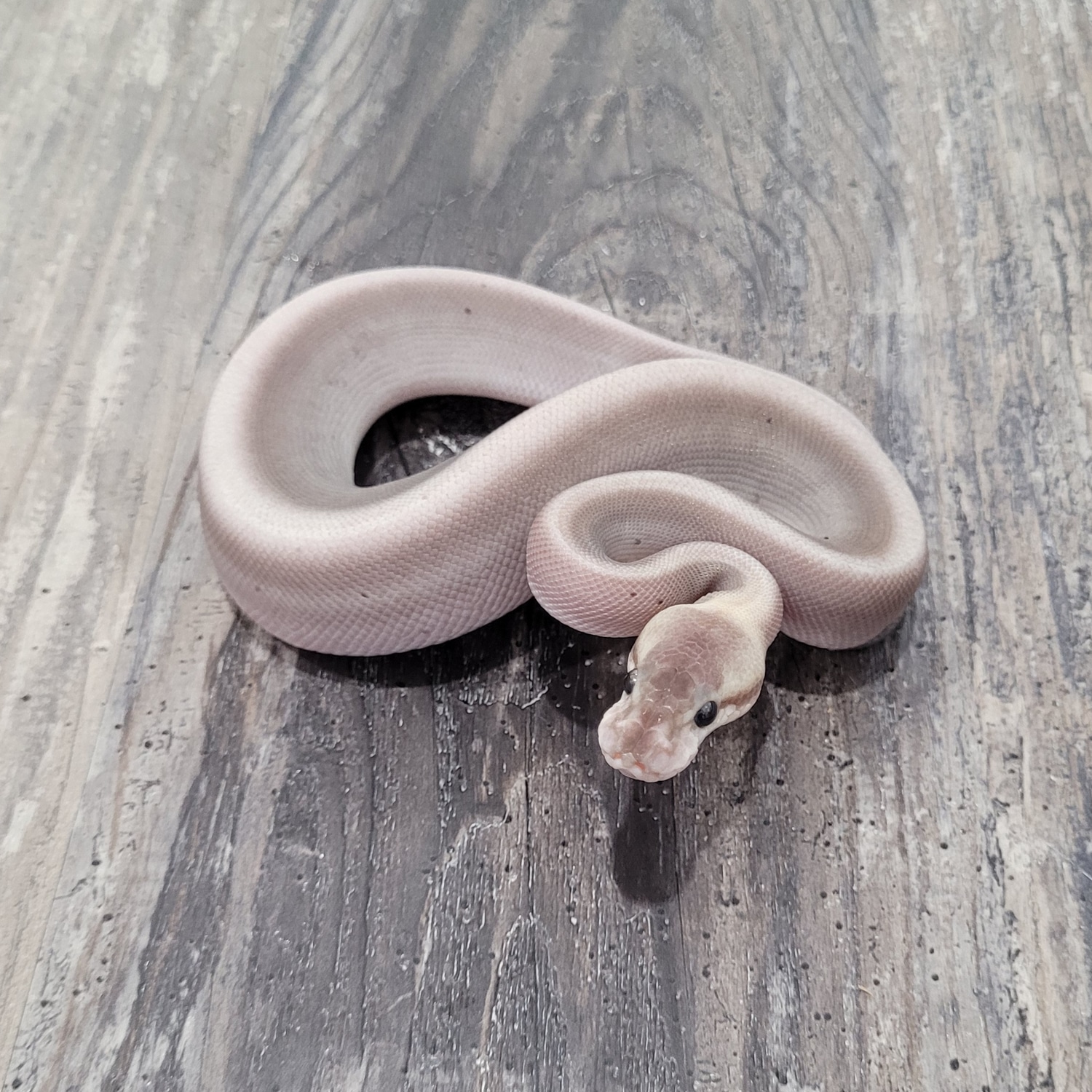 Bamboo 8Ball Ball Python by Canadian Regius - MorphMarket