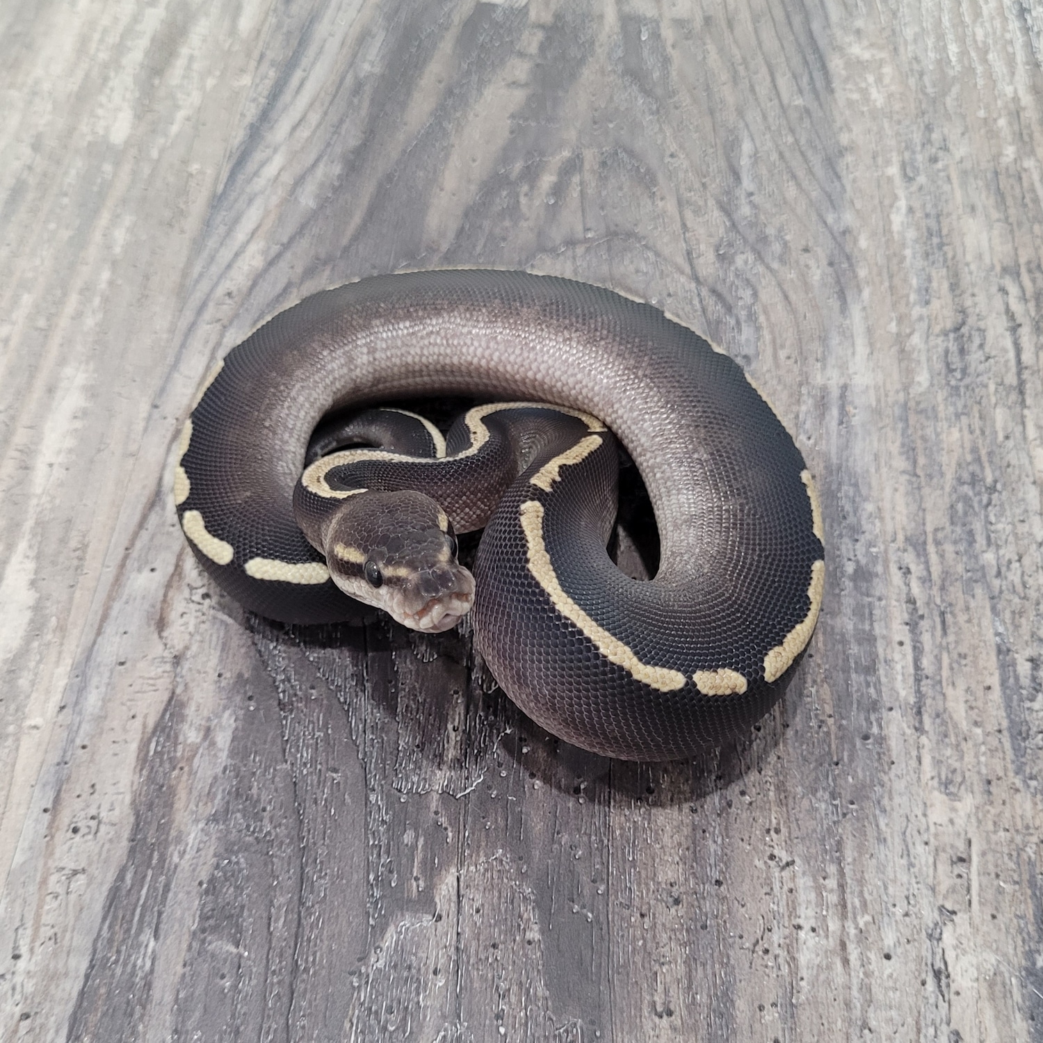 Chocolate GHI Mojave Het Hypo Ball Python by Canadian Regius - MorphMarket