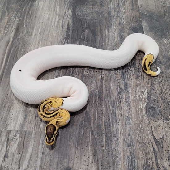 Pastel Pied Het Desert Ghost Ball Python by Canadian Regius