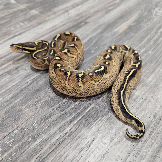 Freeway Ball Python by Canadian Regius