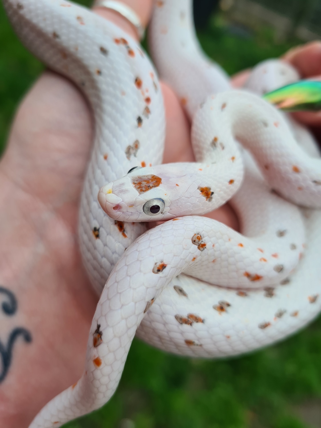 Palmetto Corn Snake by C&T Exotics MorphMarket