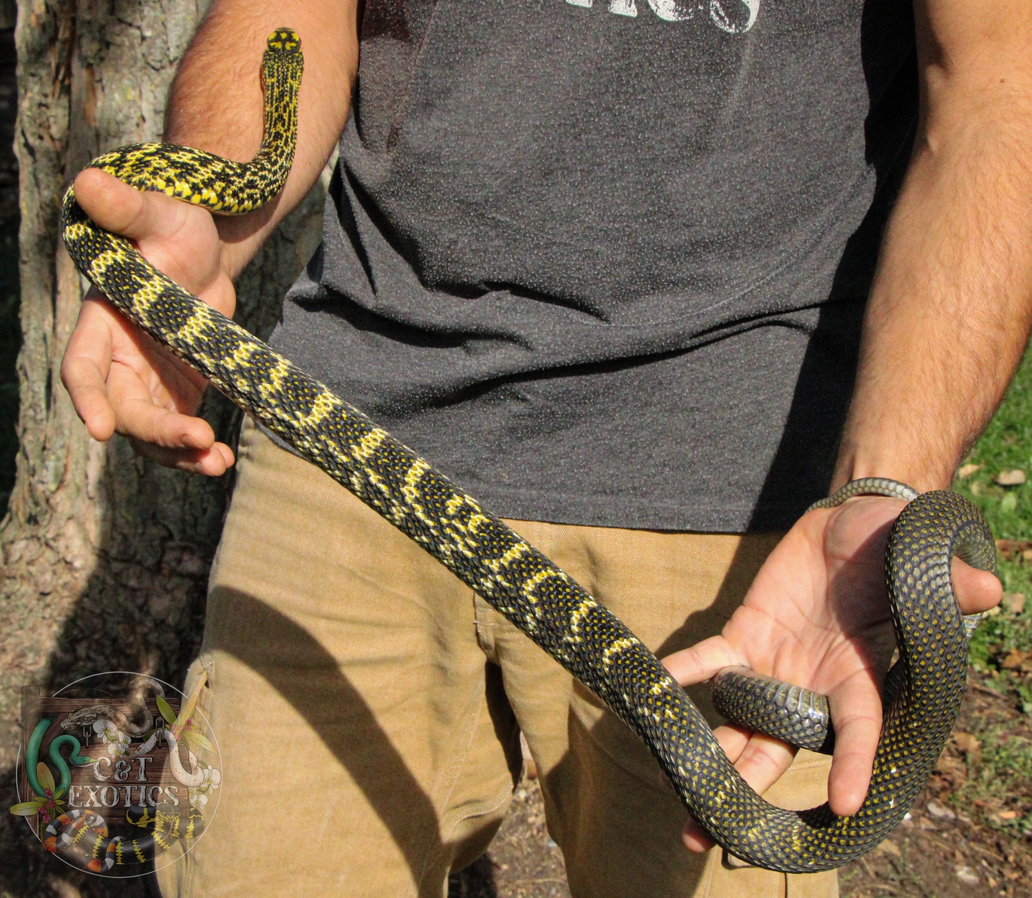 CB19 Female King Rat Snake - Elaphe Carinata Other Rat Snake by C&T ...
