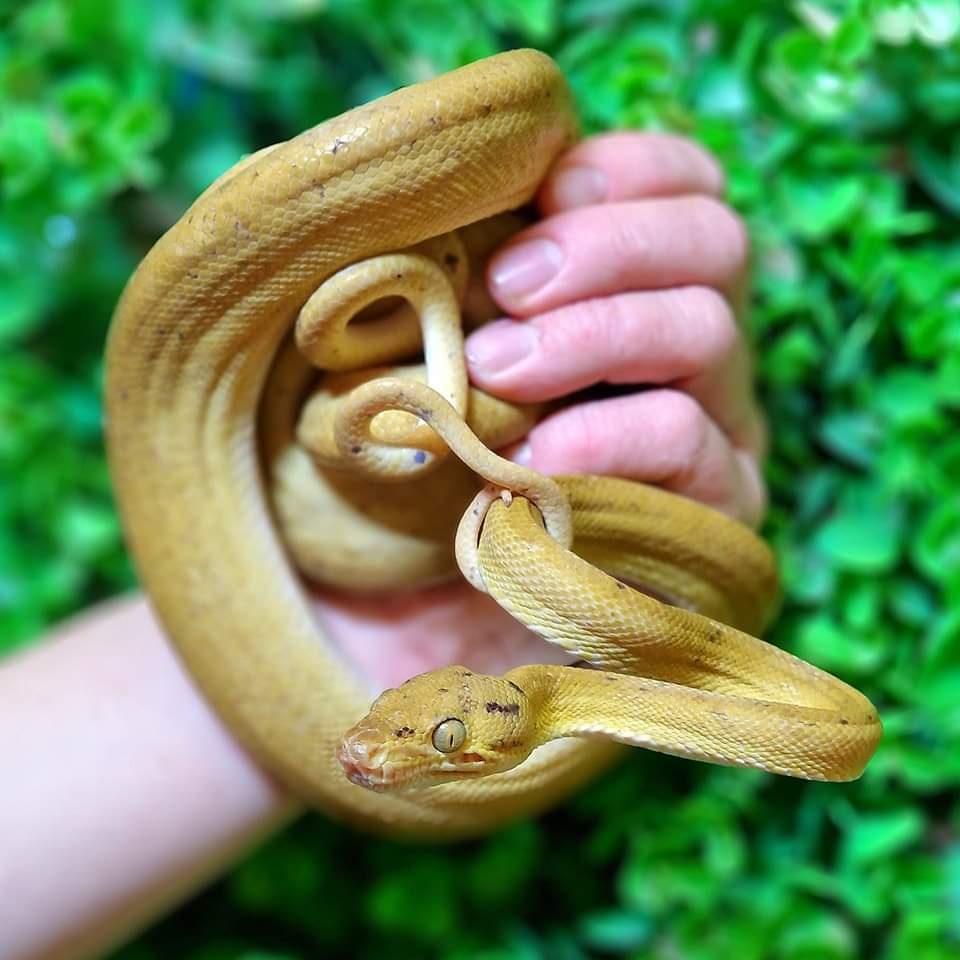 CB2020 Yellow Amazon Tree Boa by C&T Exotics MorphMarket
