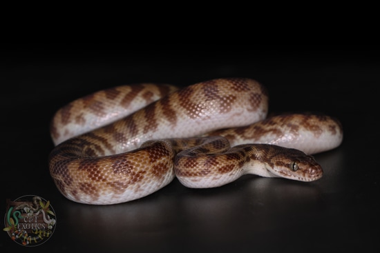Trio Pygmy Banded Pythons Pygmy Python by C&T Exotics