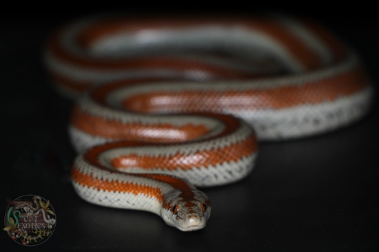 la-bay-rosy-boa-by-c-t-exotics