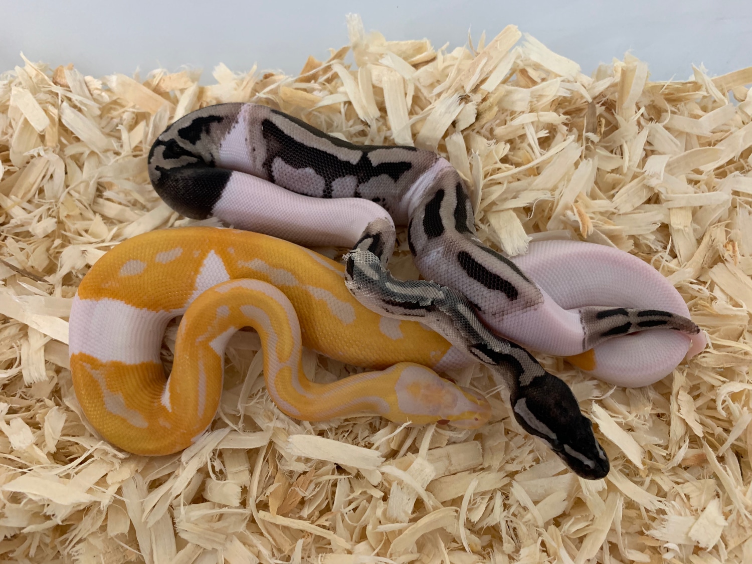 Ball Python Clutch: 2021-33 by Candy Morphs - MorphMarket