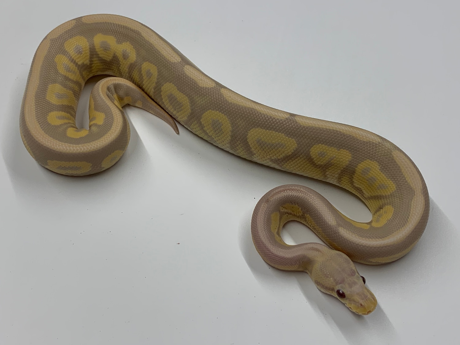 Cinnamon Candy Ball Python by Candy Morphs MorphMarket